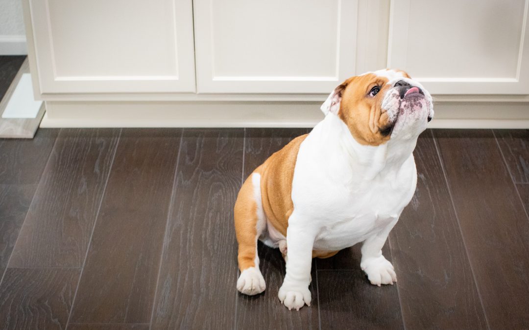 Floors For Pets Flooring Blog, Vinyl Vs Laminate Flooring With Pets
